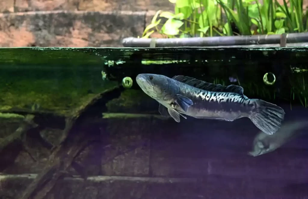 Ikan Gabus, Mempercepat Penyembuhan Luka Operasi Caesar Secara Alami 1 Ikan Gabus, Mempercepat Penyembuhan Luka
