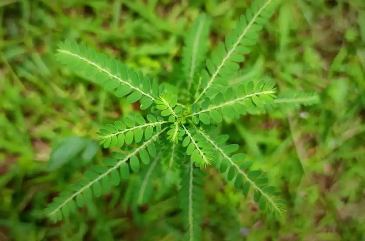 Solusi untuk Mengatasi Asam Urat dengan Asmurathib: Herbal Asam Urat Alami 1 Meniran untuk Mengatasi Asam Urat dengan Asmurathib Herbal Asam Urat Alami Image Courtesy: Istock