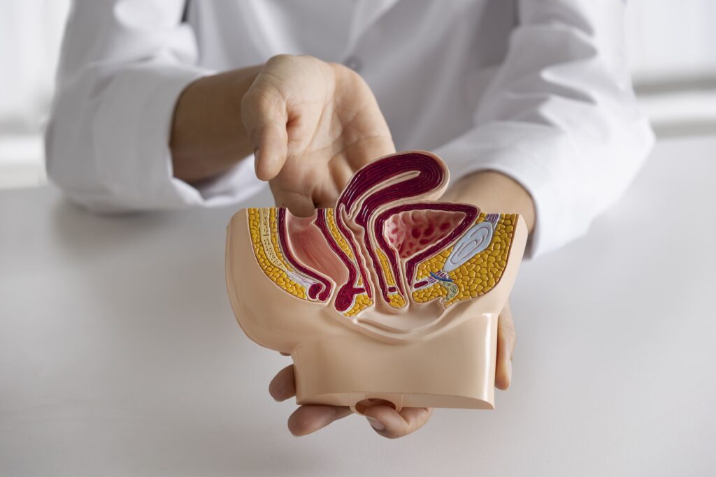 high angle doctor explaining anatomy