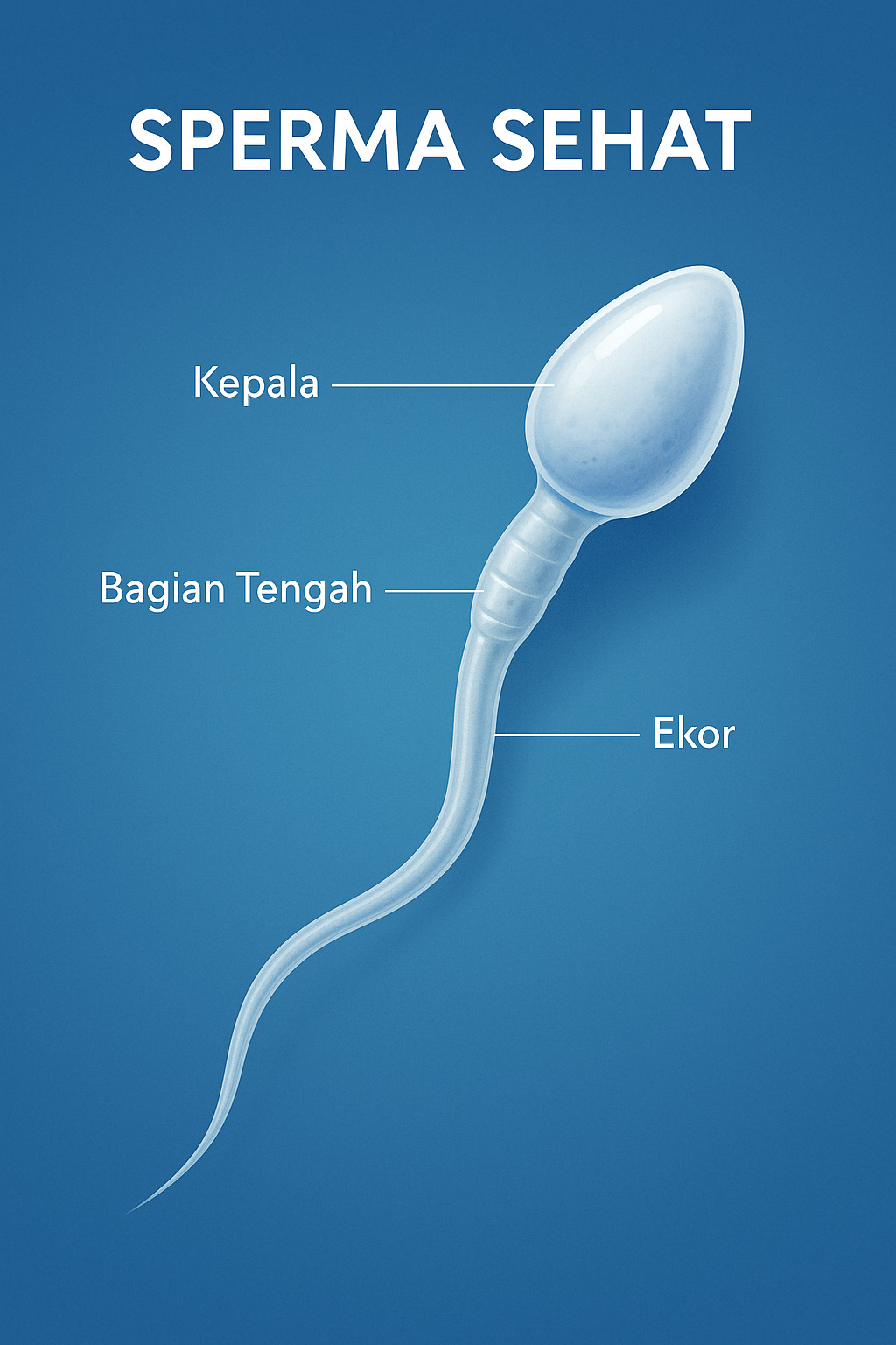 gambar ilustrasi sperma sehat
