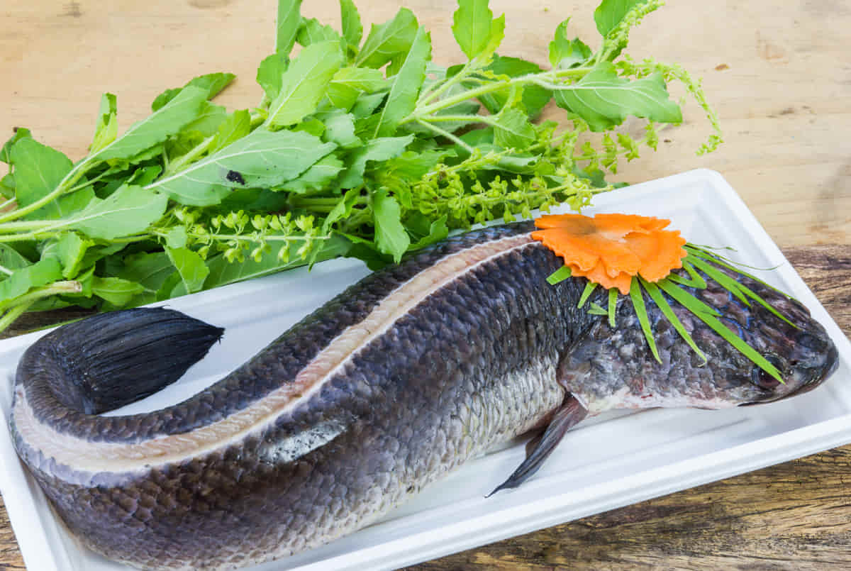 20 Manfaat Ekstrak Ikan Gabus (Channa Striata) – Rahasia Albumin Alami untuk Luka & Imunitas