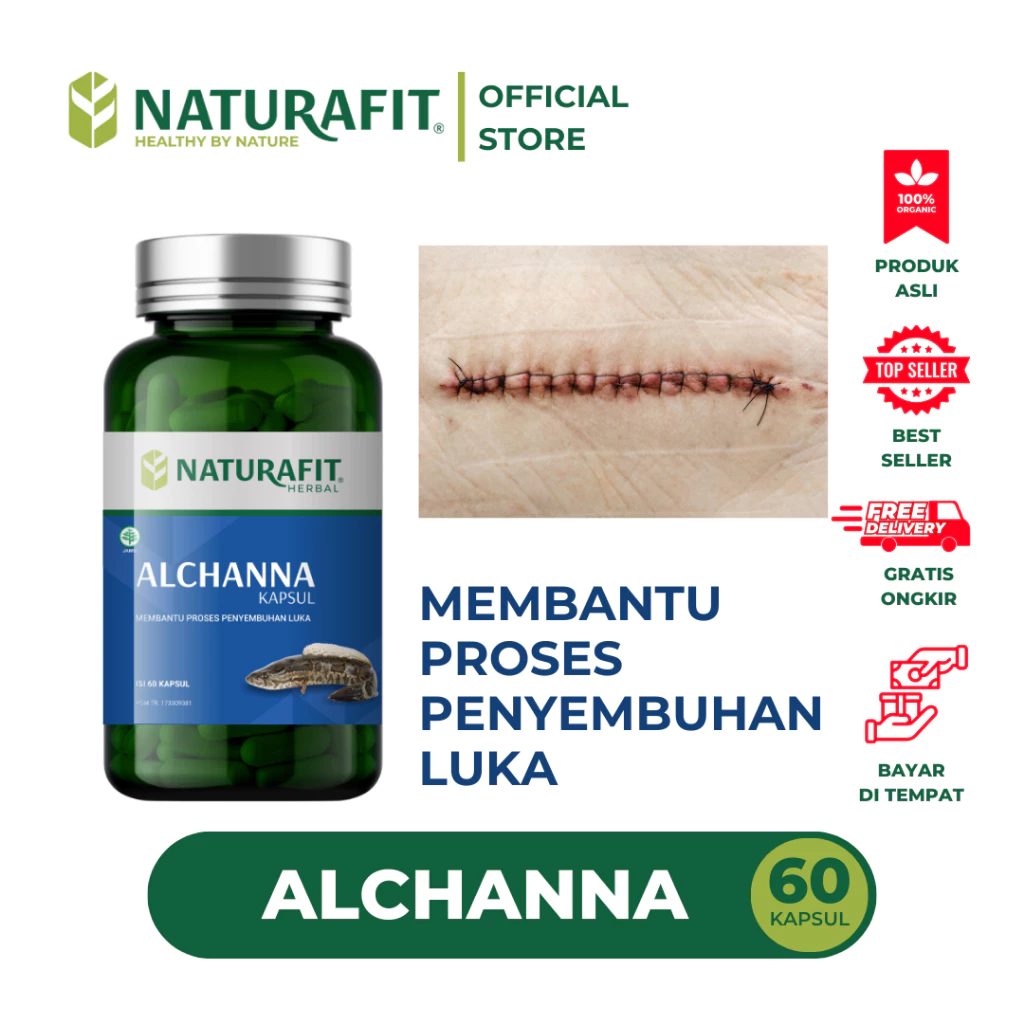 produk alchanna ekstrak ikan gabus tinggi albumin isi 60 kapsul