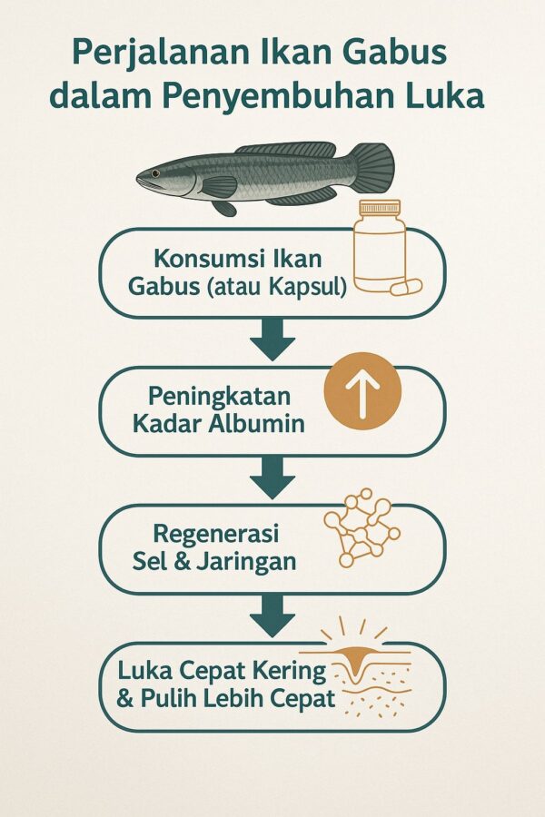 Gabus Gradasi Kapsul Ikan Gabus: Solusi Praktis Percepat Pemulihan Luka Operasi Caesar