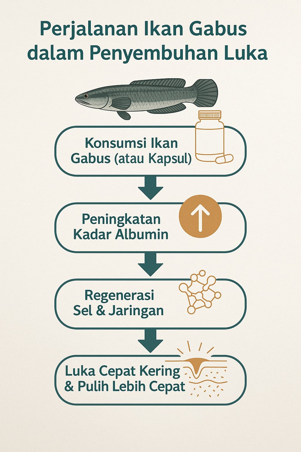 infografis manfaat ikan gabus