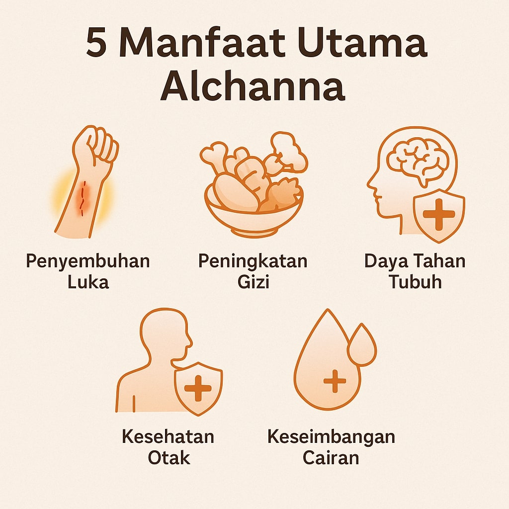 infografis manfaat alchanna