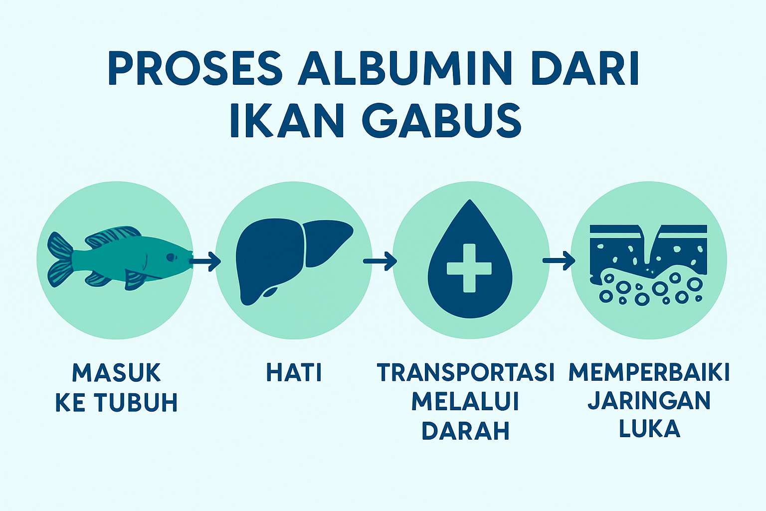 Diagram alur dari sumber albumin (ikan gabus), masuk ke tubuh, lalu memperbaiki jaringan luka.