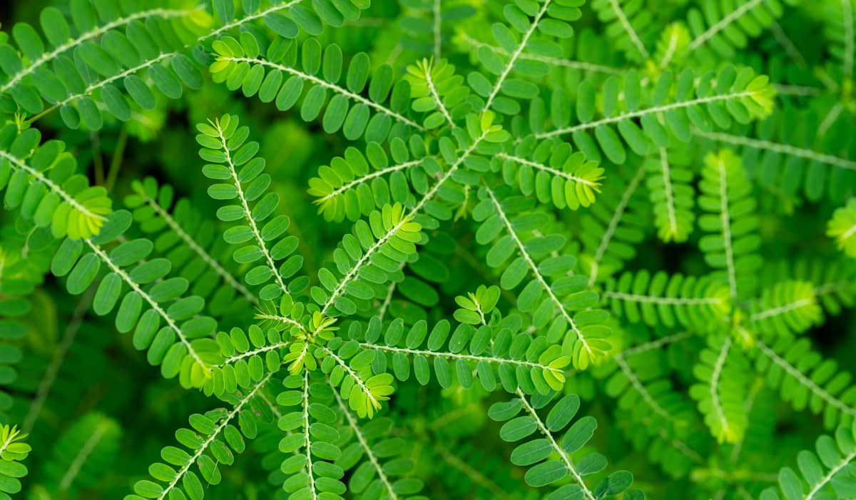 Wajib Tahu! Ini 10+ Manfaat Daun Meniran yang Bikin Hidup Lebih Sehat