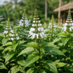 Manfaat Kumis Kucing untuk Batu Ginjal & Kesehatan Ginjal