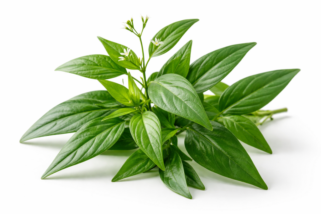 Daun sambiloto segar yang cerah