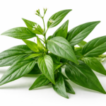 Sambiloto Menurunkan Tekanan Darah Tinggi, Ini Penjelasannya