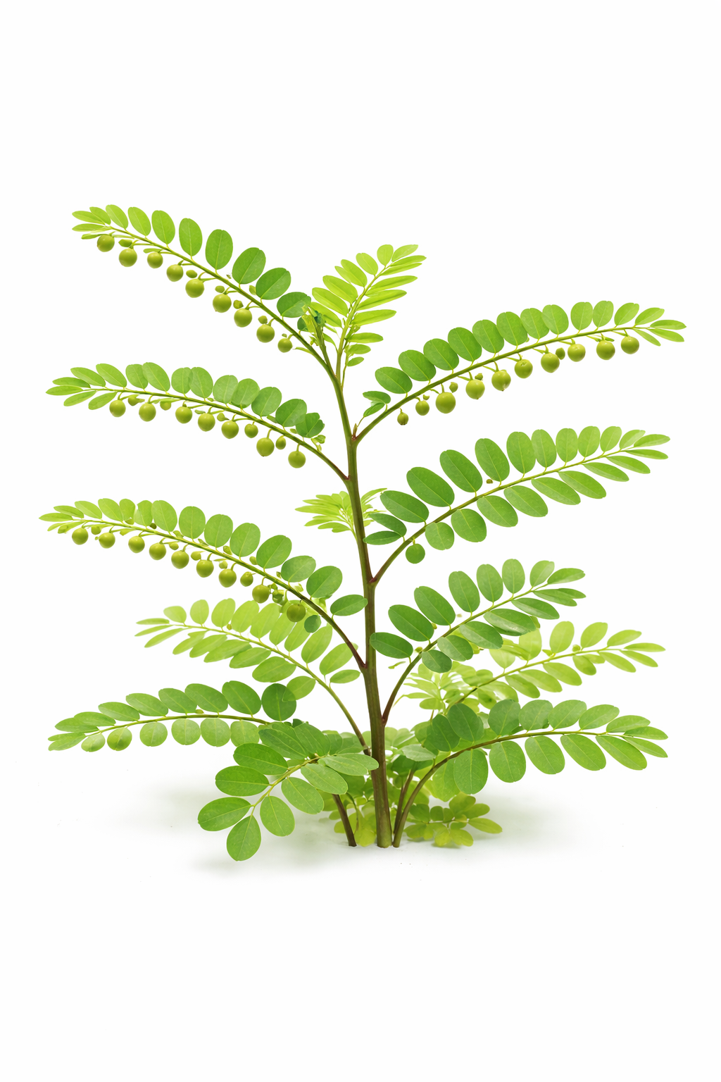 Meniran dalam detail dekat