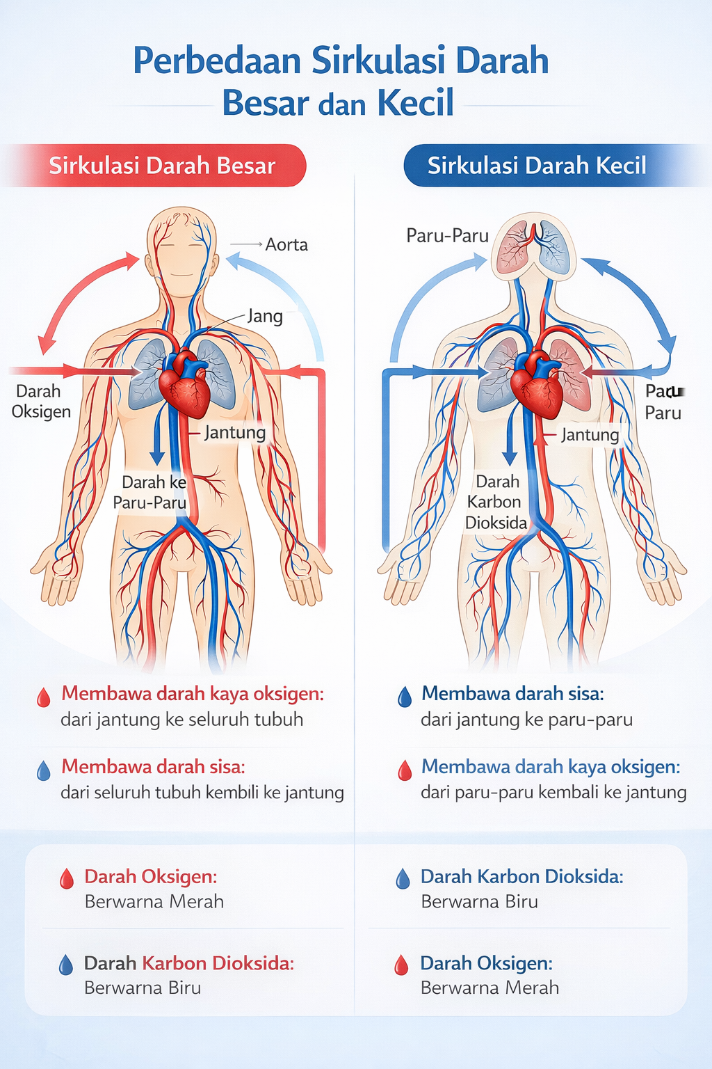 Perbedaan sirkulasi darah besar dan kecil