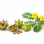 Manfaat Tribulus Terrestris untuk Stamina & Vitalitas Pria Dewasa