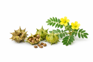 Bagian tanaman Tribulus terrestris yang detail