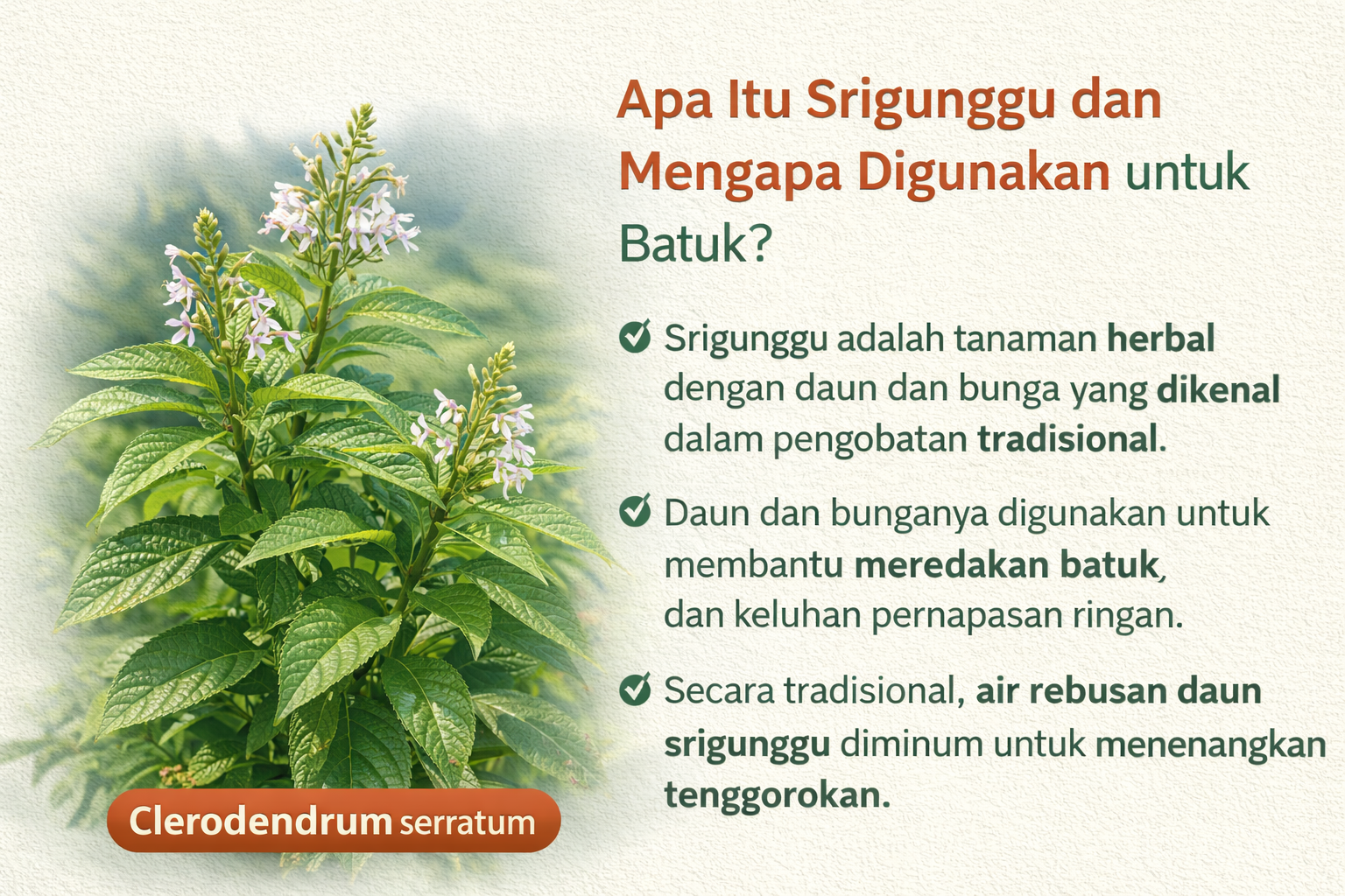 Manfaat Srigunggu untuk kesehatan batuk