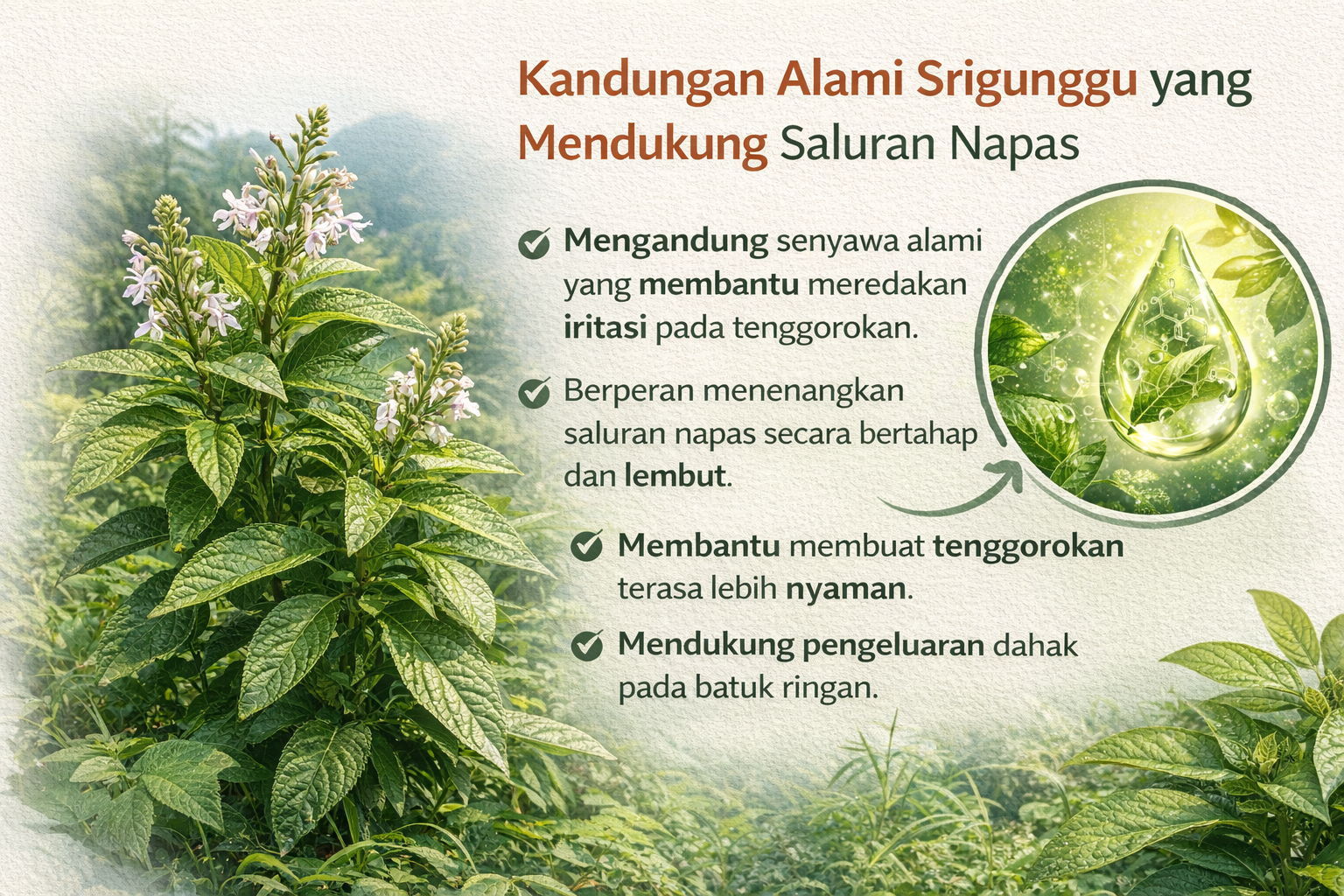 Manfaat Srigunggu untuk saluran napas