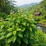 Srigunggu untuk Batuk Anak: Herbal Alami yang Banyak Dicari