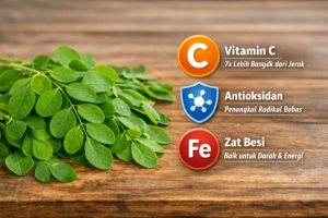 Daun Kelor untuk daya tahan tubuh