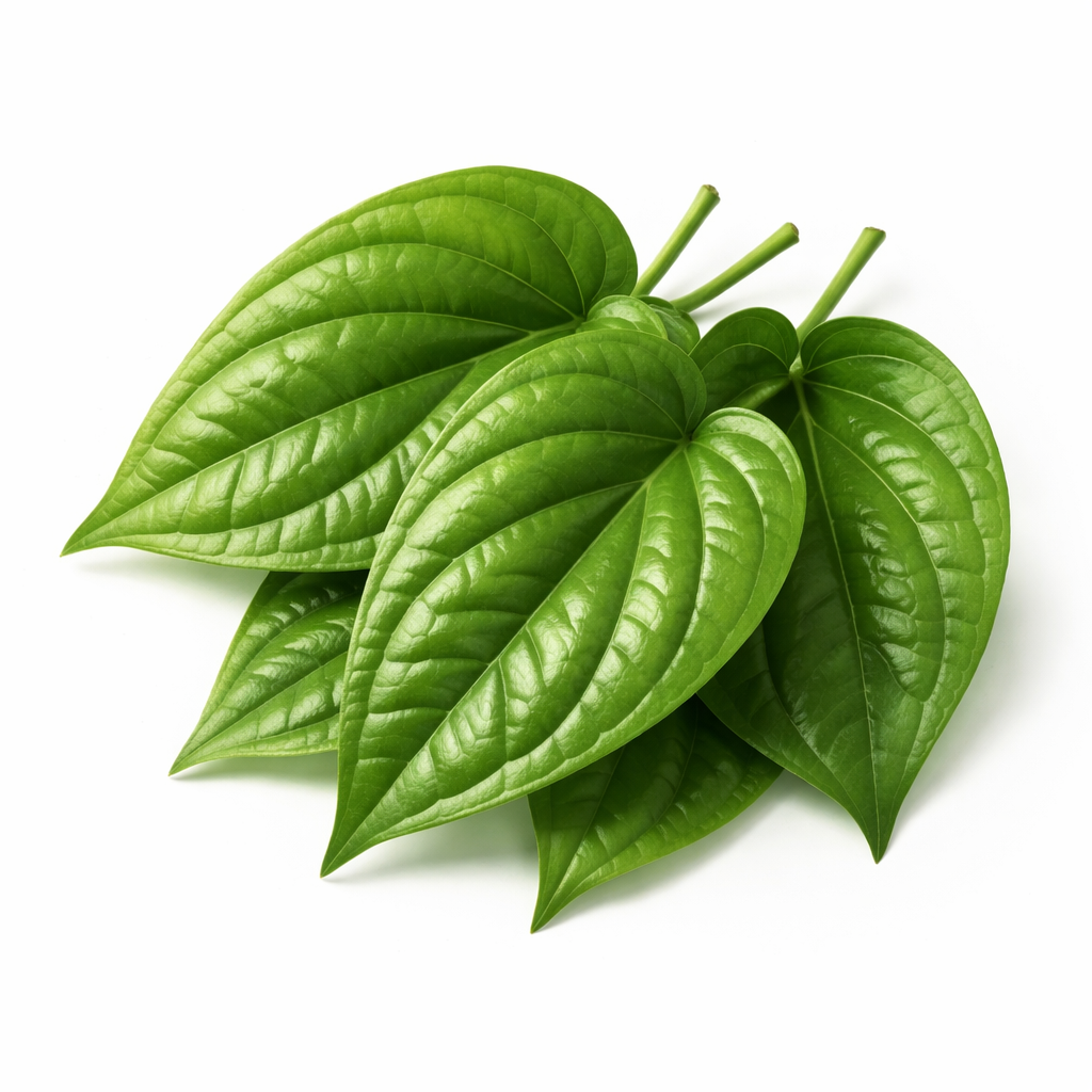 daun sirih segar dan indah