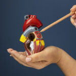 Cara Membersihkan Jantung Secara Alami dan Aman