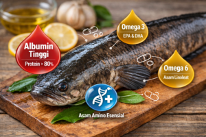 albumin ikan gabus